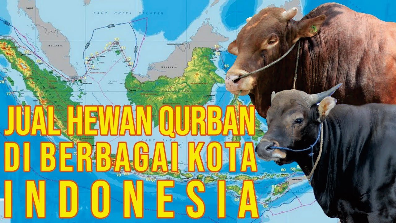 Jual Sapi Kurban Nusantara Dari Mitra Sapibagus Di Seluruh Indonesia.jpg